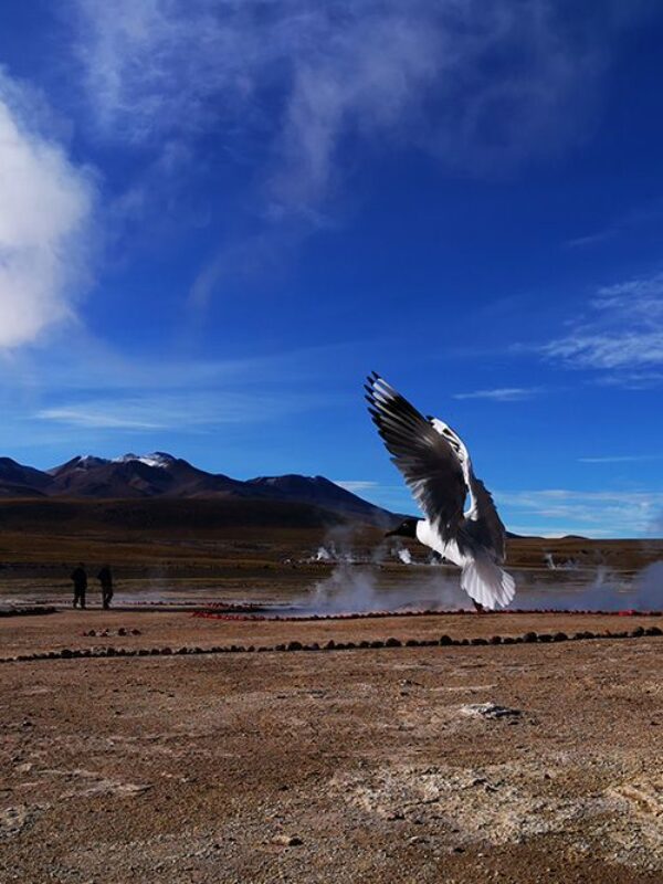 Géisers del Tatio y Machuca