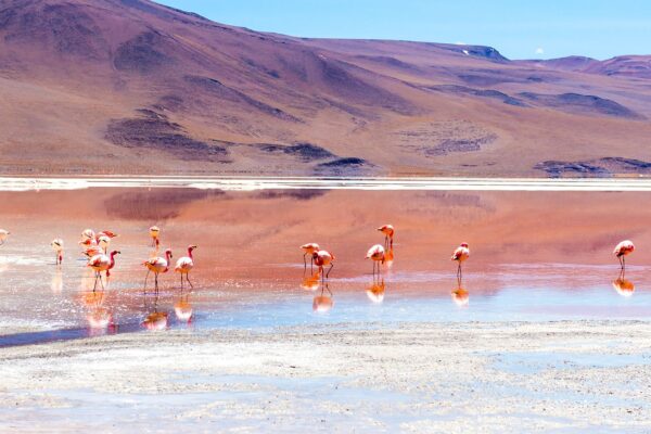 Full Day Laguna Colorada